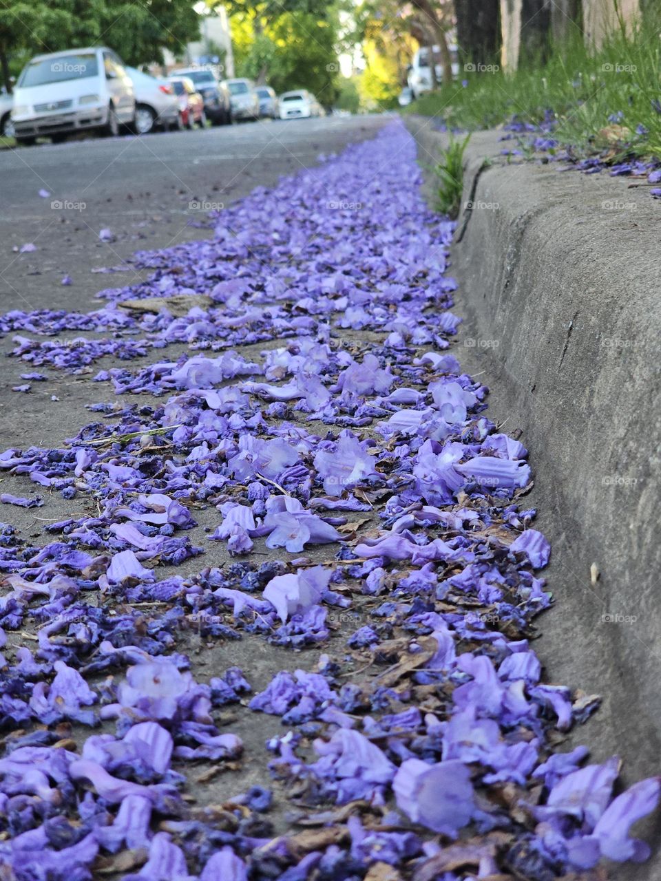 The Jacaranda tree in Buenos Aires blooms mid spring and covers the streets in a blue-violet carpet. It's attractive and long-lasting flowers, delight locals, and tourists alike.