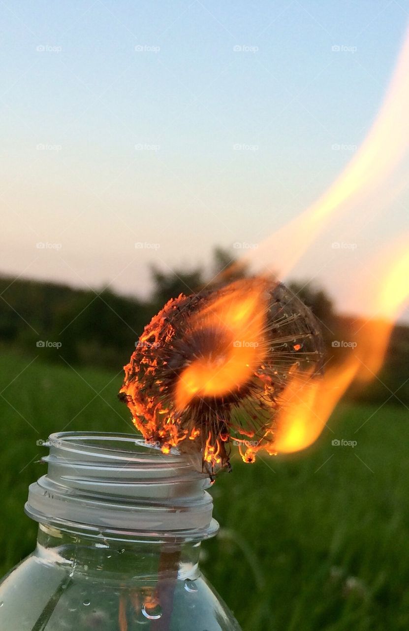 Burning dandelion 