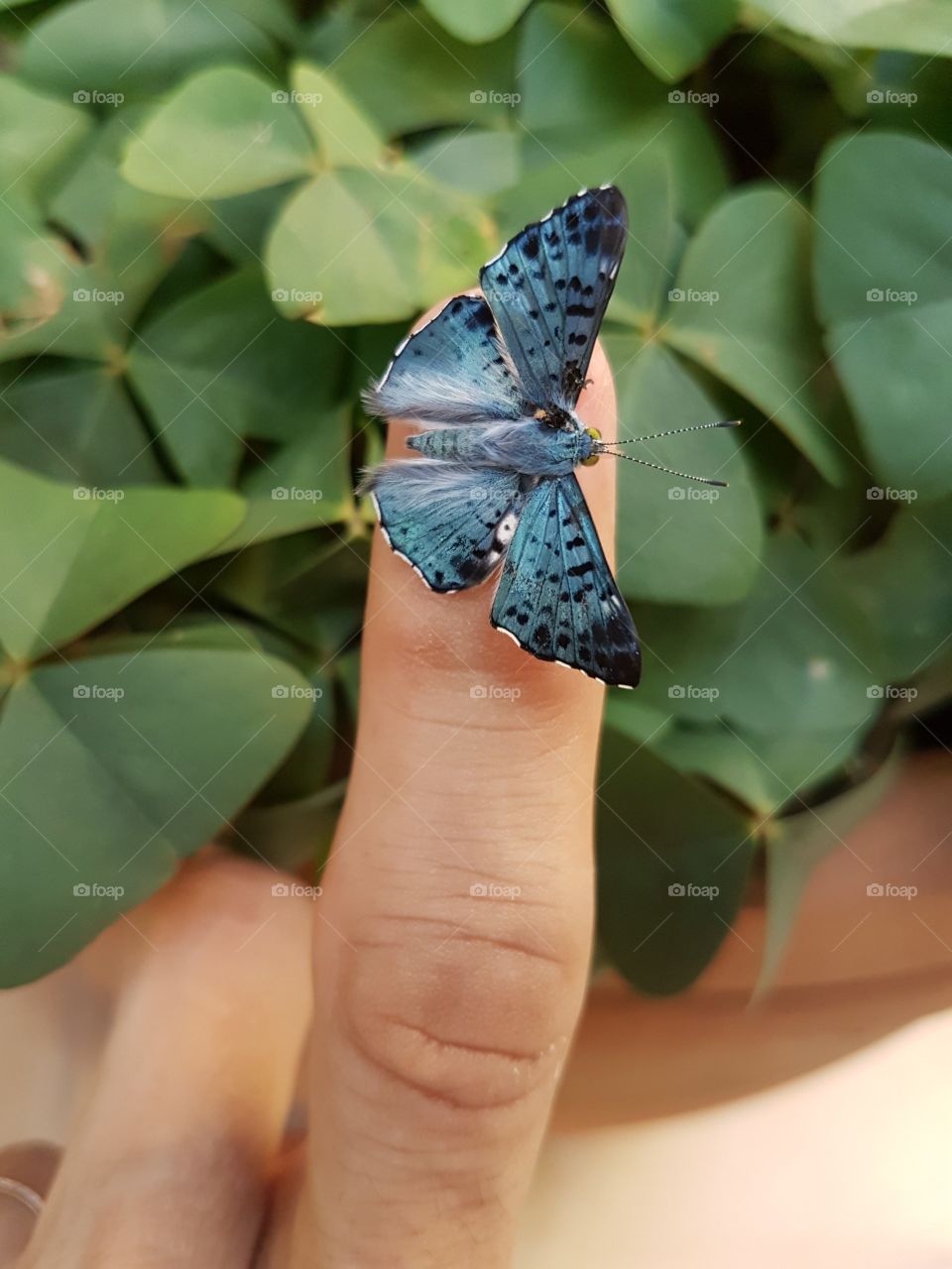 butterfly