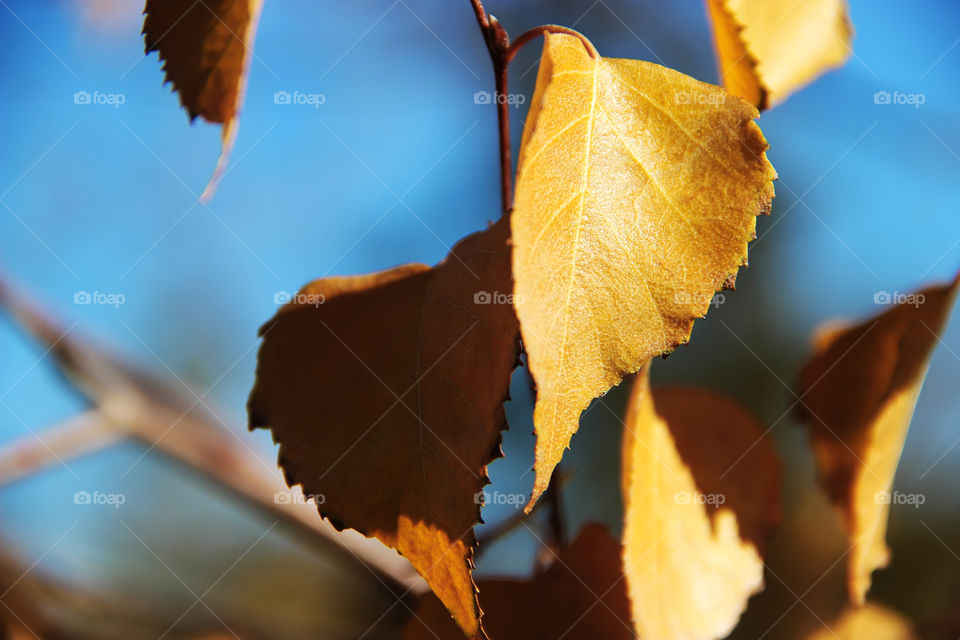 Dry yellow autumn leaves on the trees in front of blue sky in the warm autumn day 