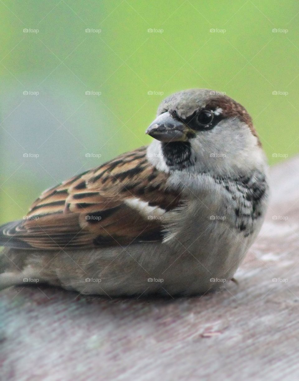 Sparrow