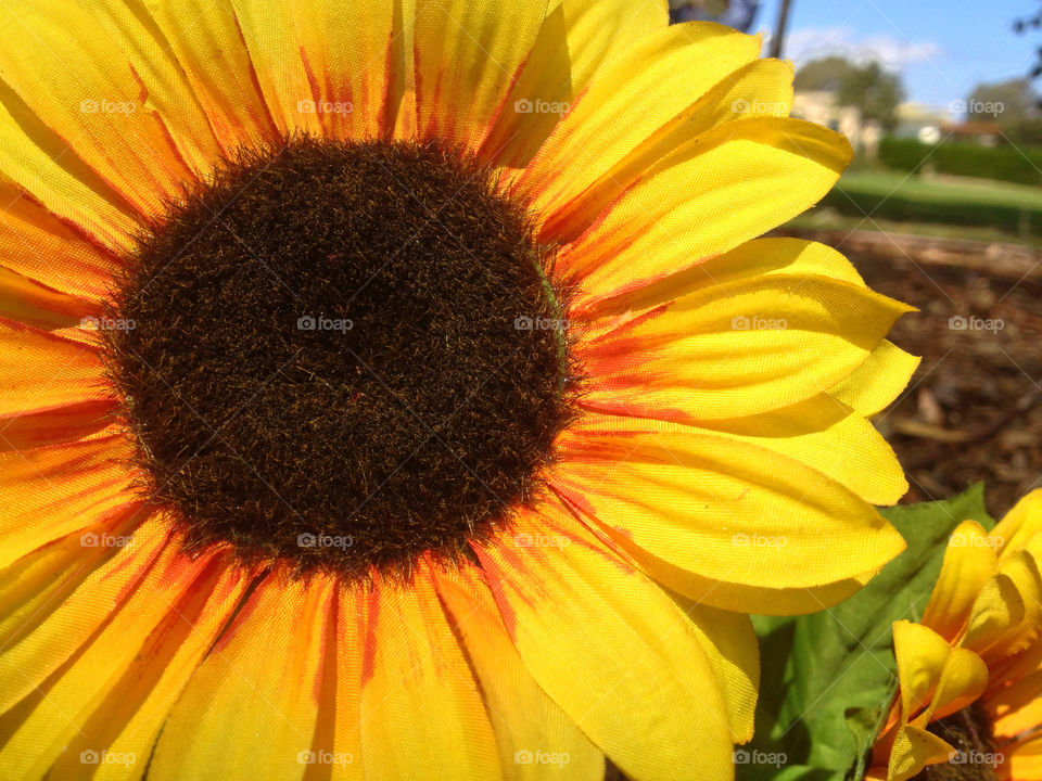 yellow flower macro close by kshapley