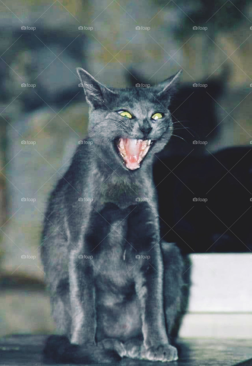 #cat #pet #angry #aggressive #green eyes #black cat #mouth #attack
