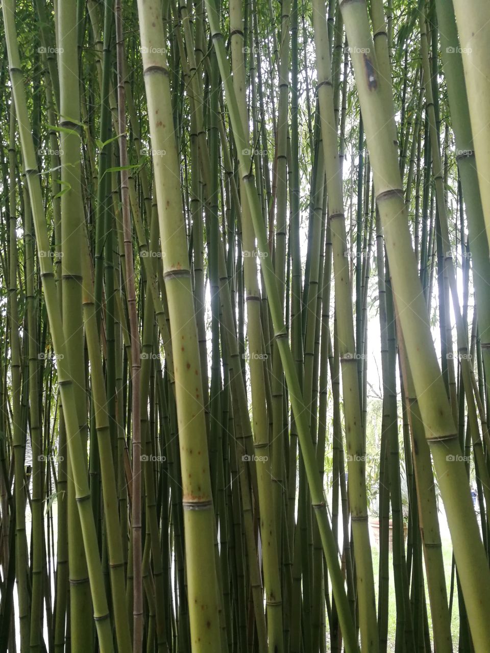 Bamboo