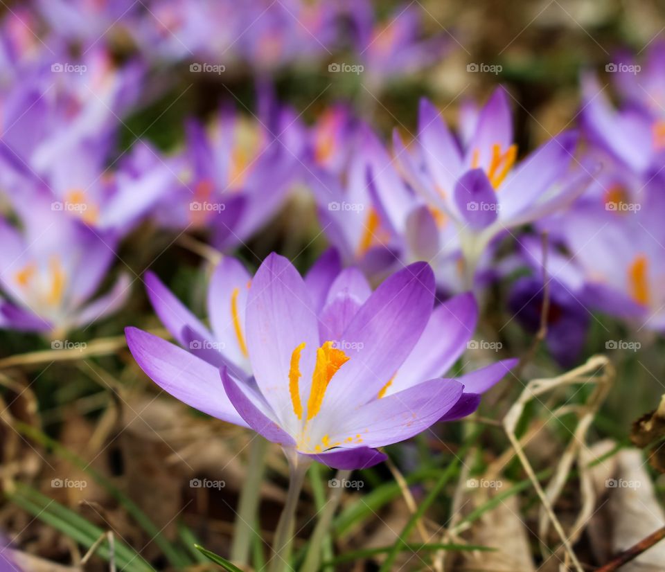 Crocus in the Spring