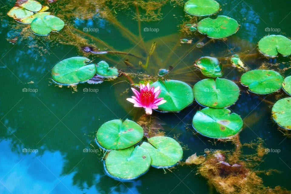 A pink water lily floating on water