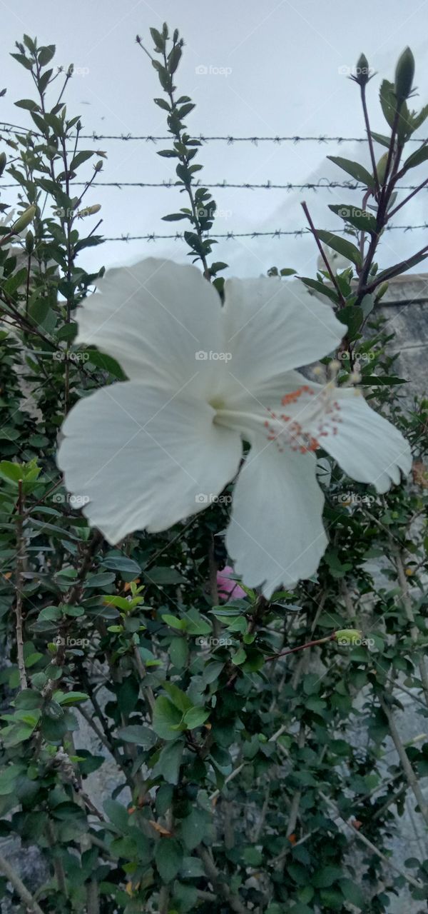 bloom series 🌺❤️✨