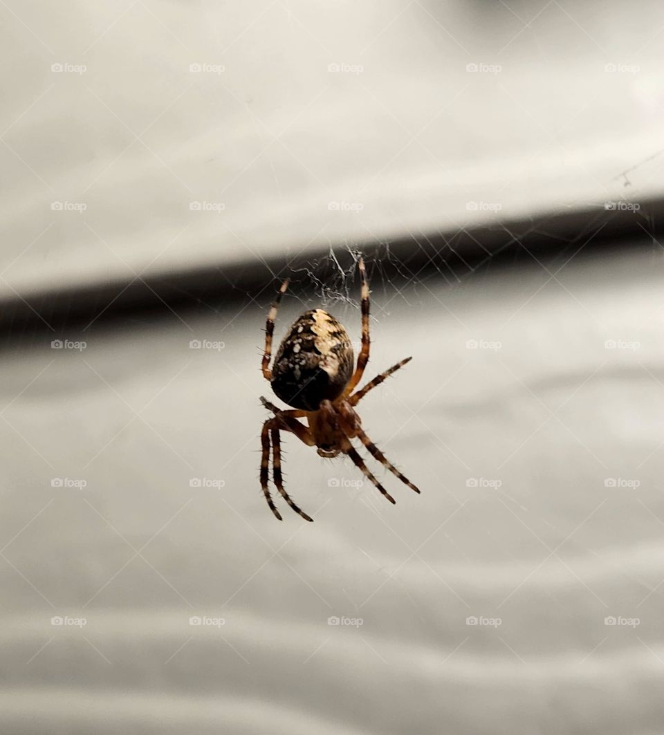 close up view of an orbweaver spider hanging from a web in front of a white wooden wall in Oregon