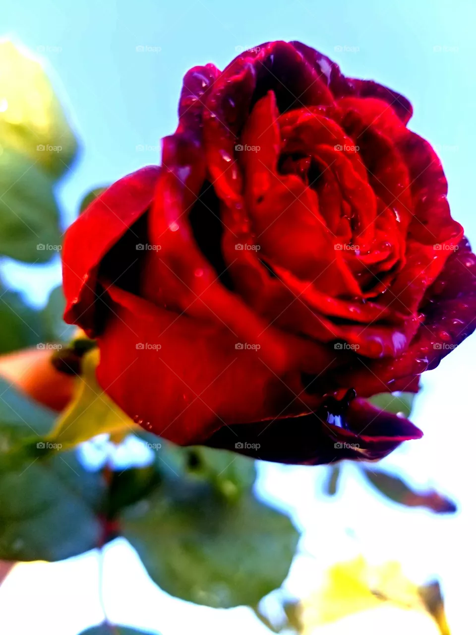 rose