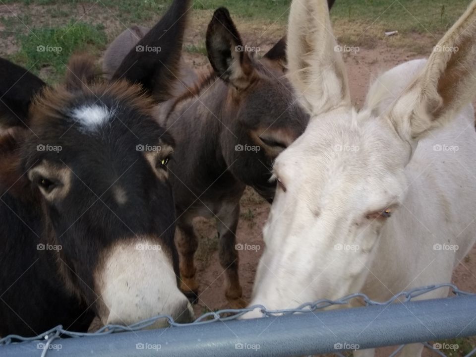 Can these Donkeys be any more of a camera hog?