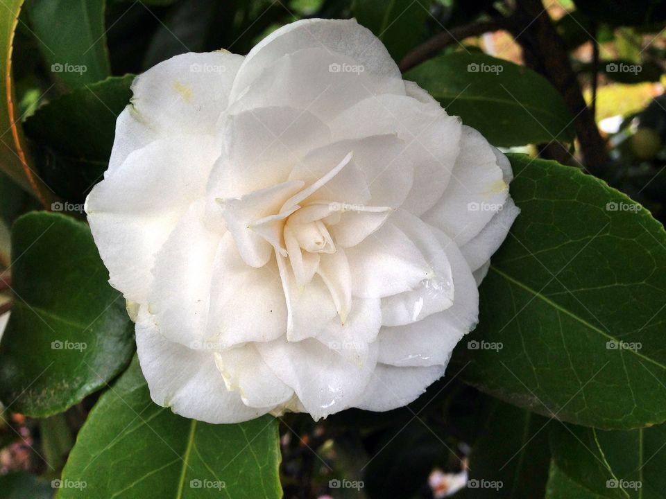 Camelie Pieve di Compito Lucca