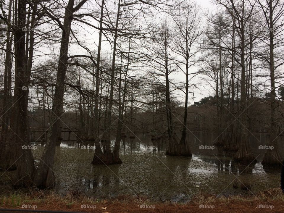 swampy winter