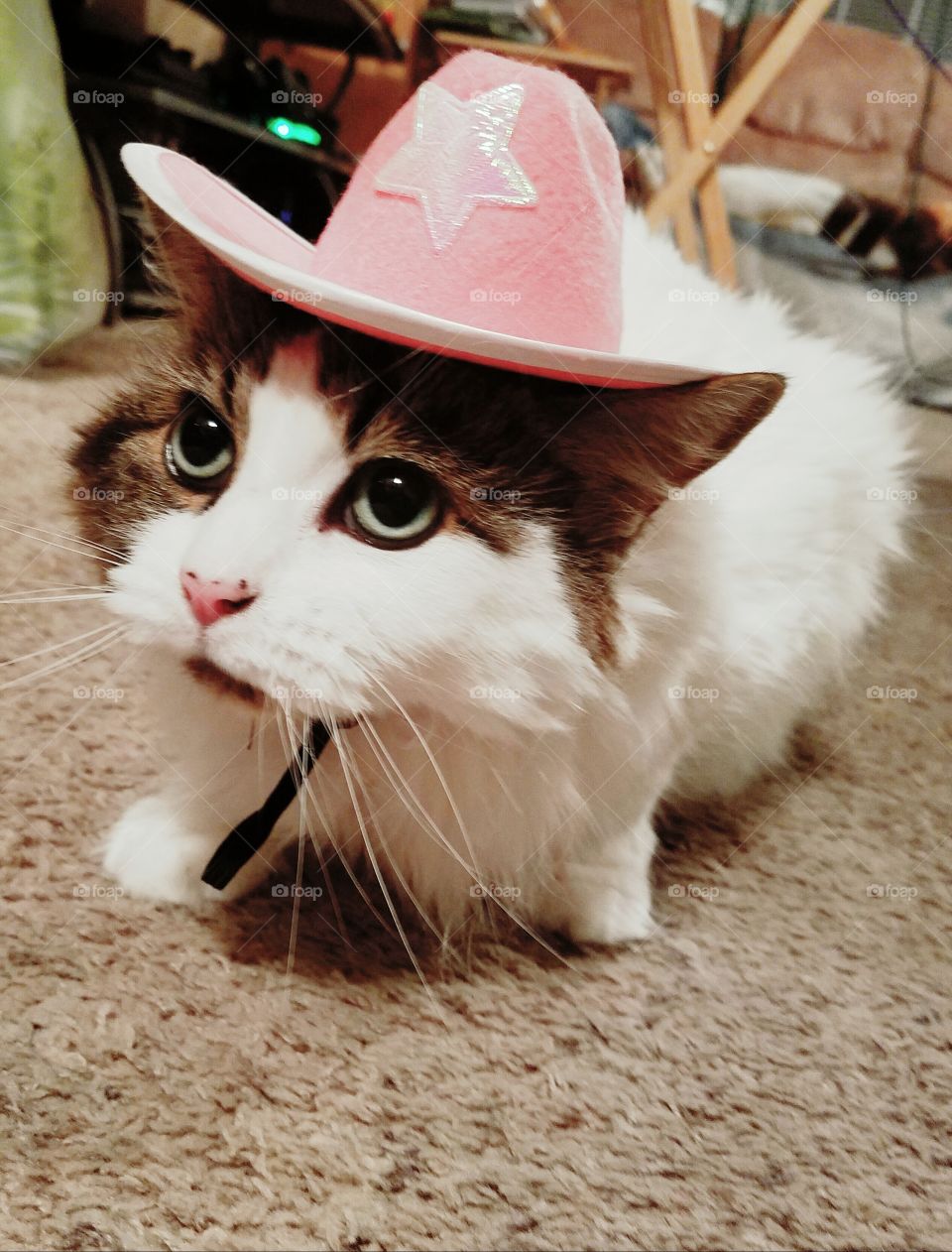 Cat of the West