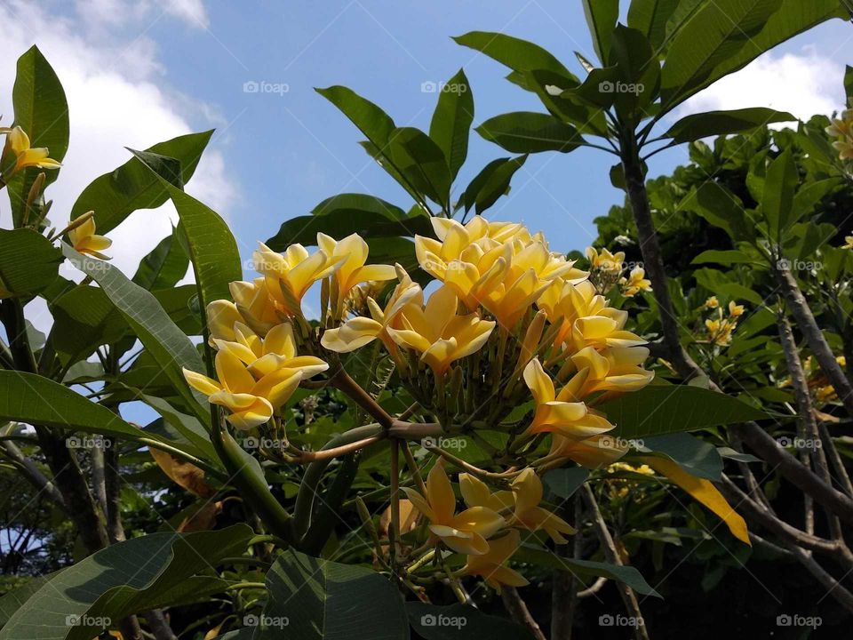 Frangipani Tree And Flower