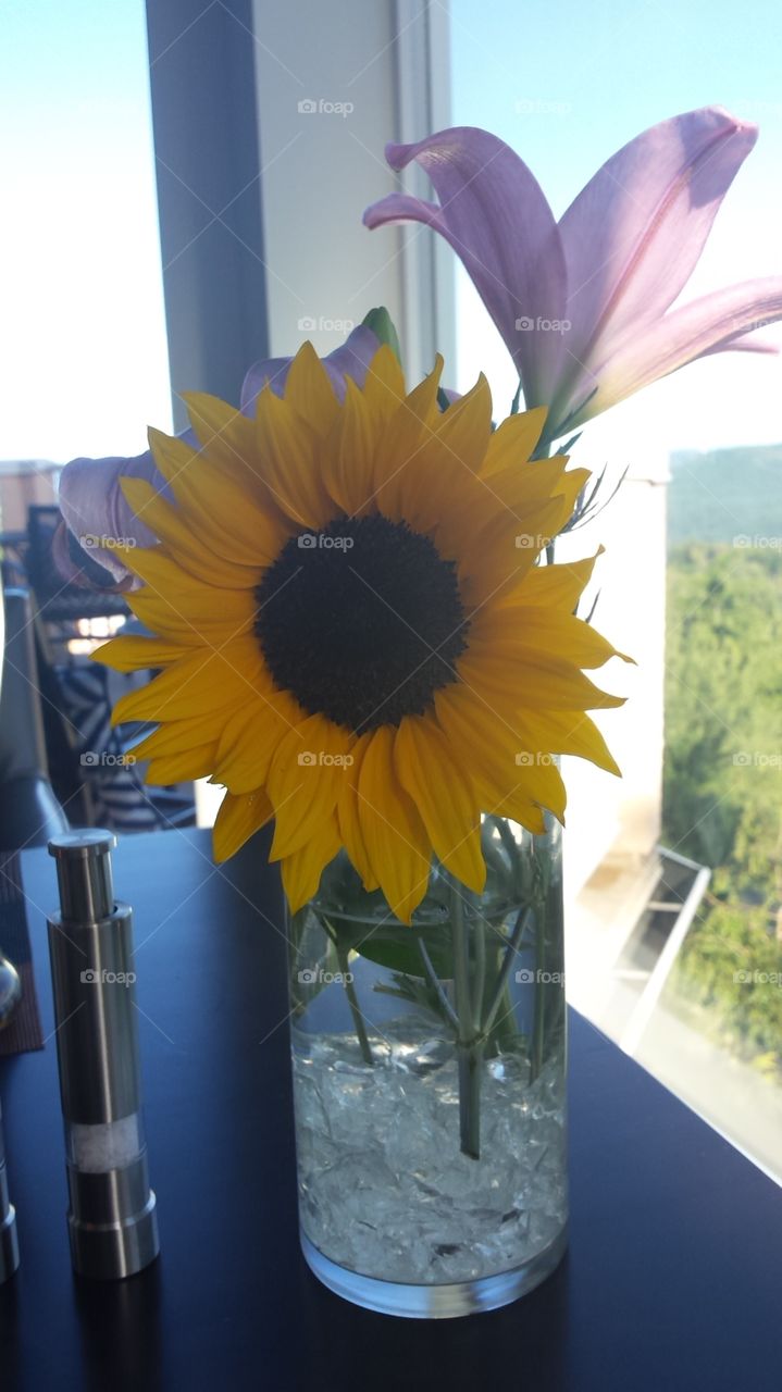 Sunflower