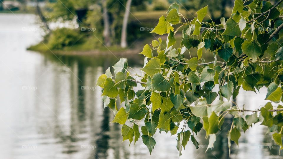 Leaves over castle rock lake.