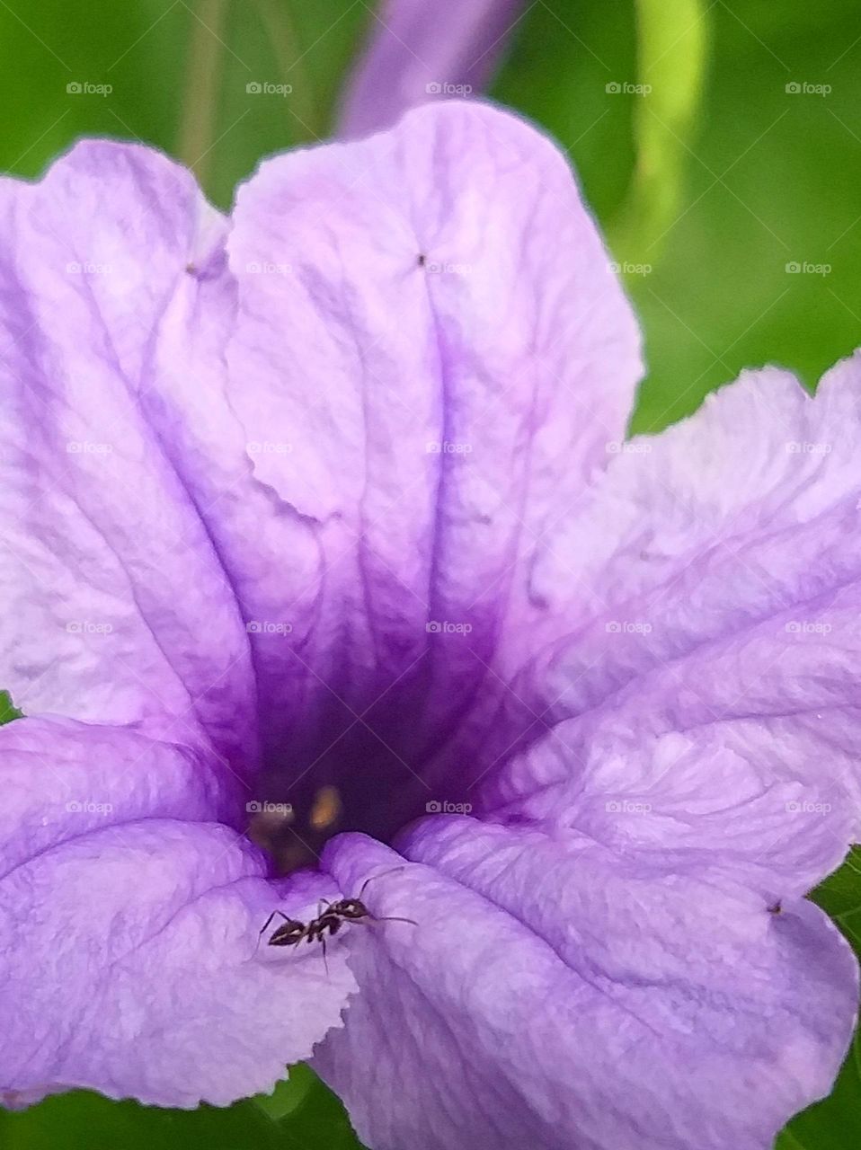 flower and ant