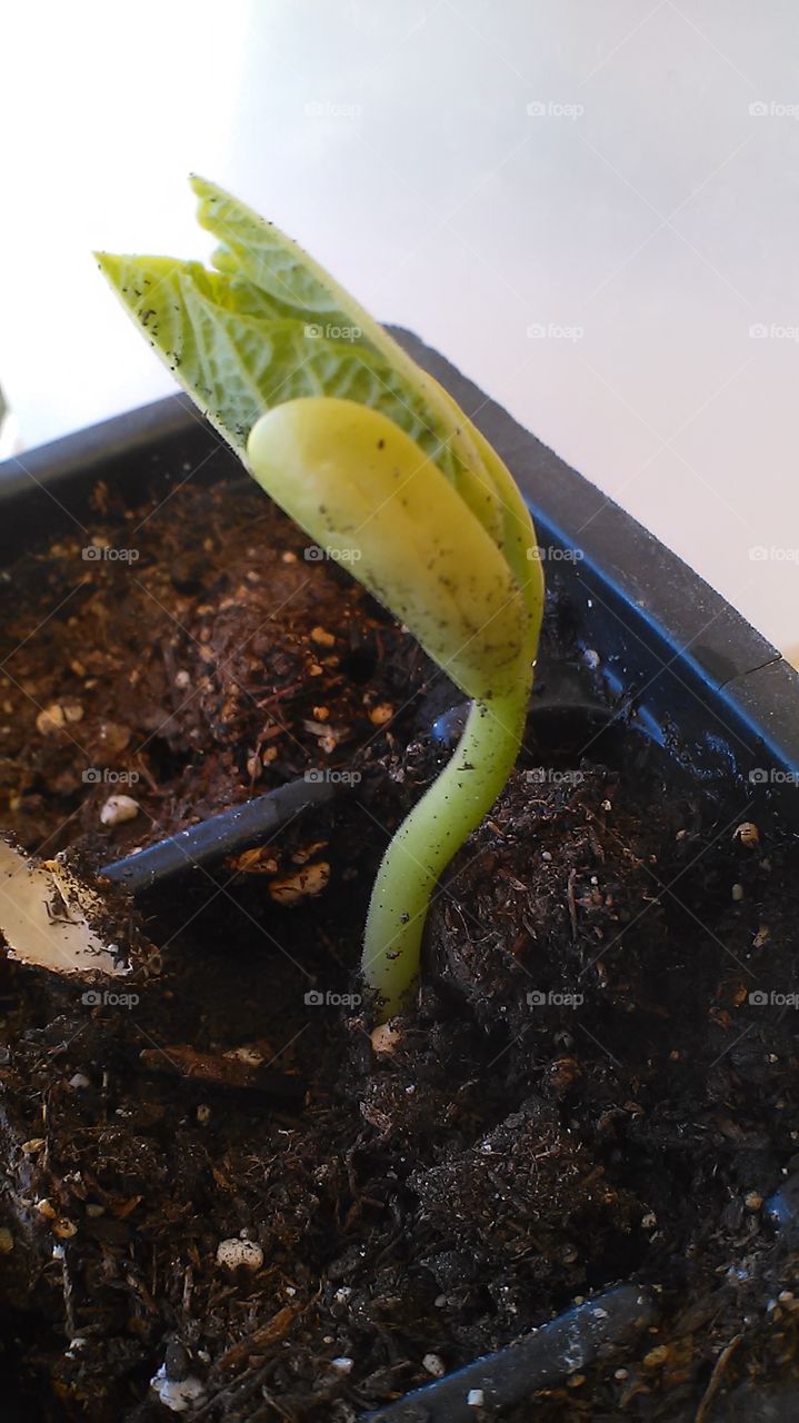 Bean just sprouting