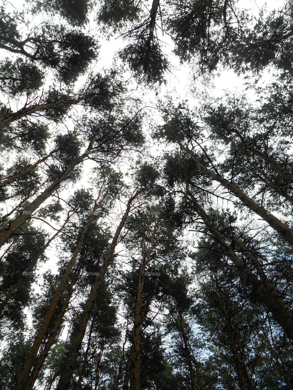 Tree, Wood, Nature, Leaf, Landscape