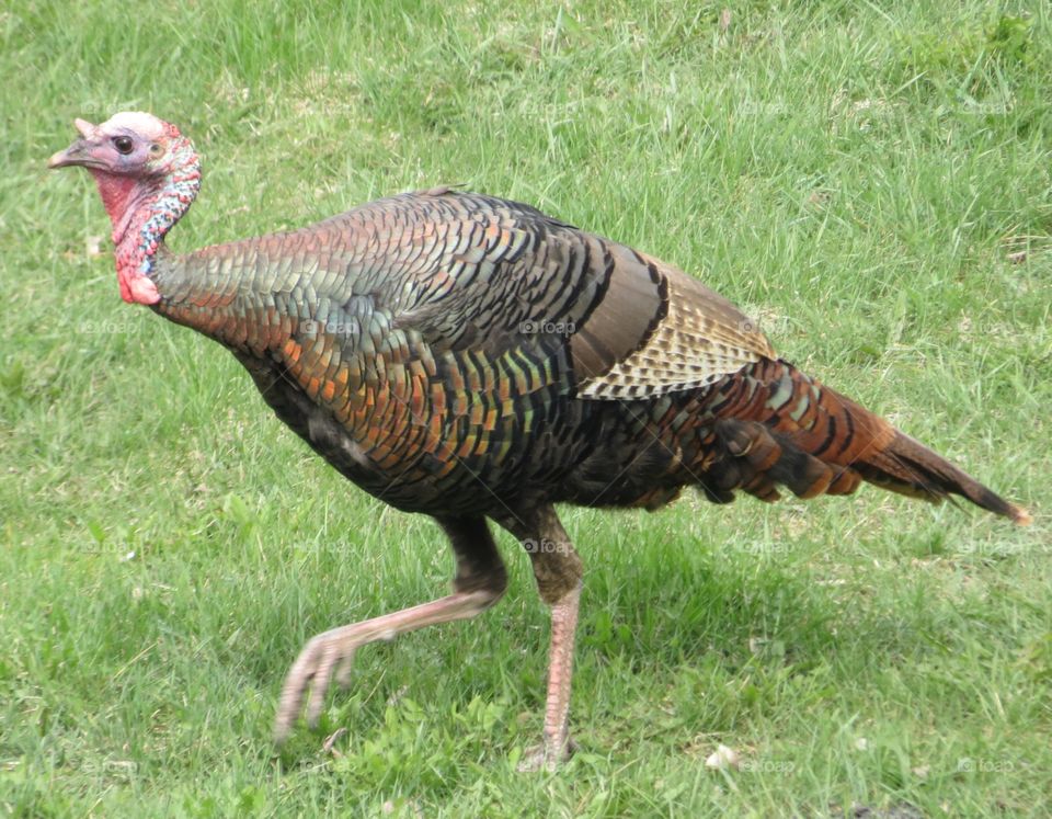 Wild turkey