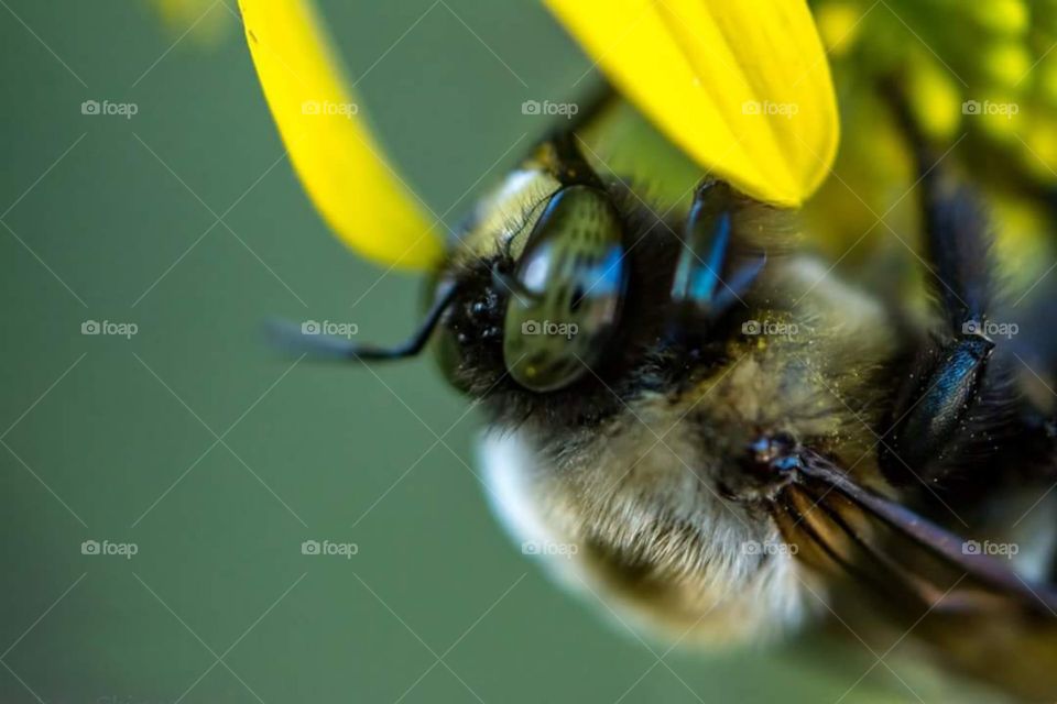 Bumblebee Closeup