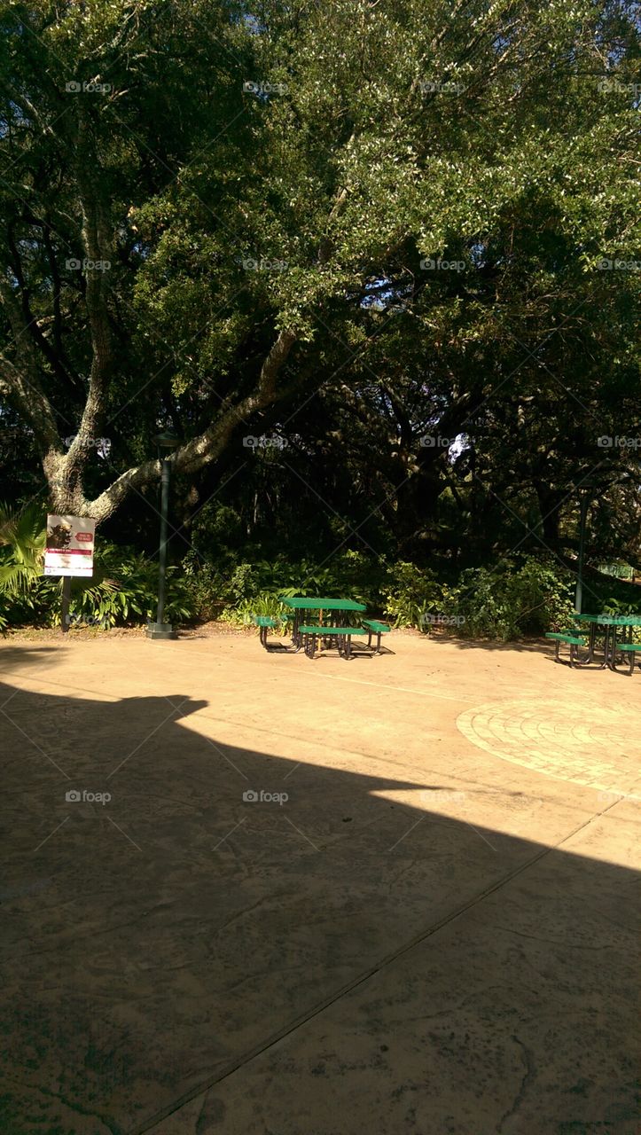 Tree, Landscape, No Person, Road, Travel