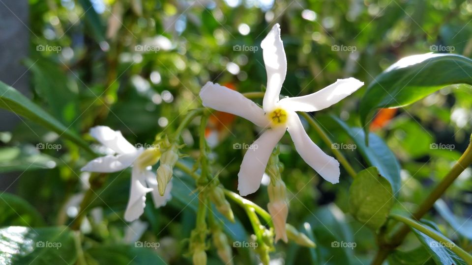 close up flower