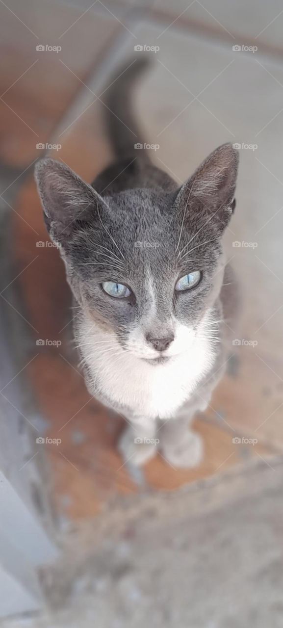 Hima and Cie
Picture number 2
what do you think I should call him it's been weeks since he's here especially at my doors house ^^