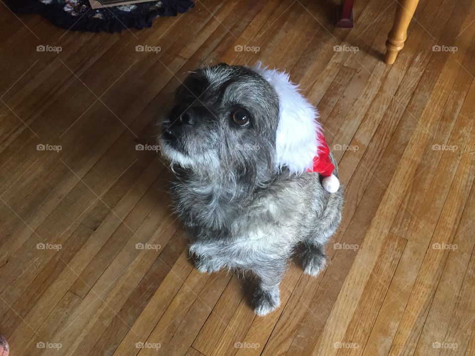 Milo the Santa dog. Milo is a Pug Terrier with style, just look at that Christmas hat.
