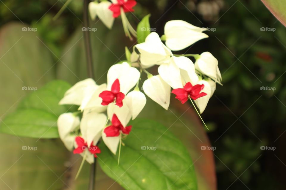 Clerodendron thomsoniae, red and white 