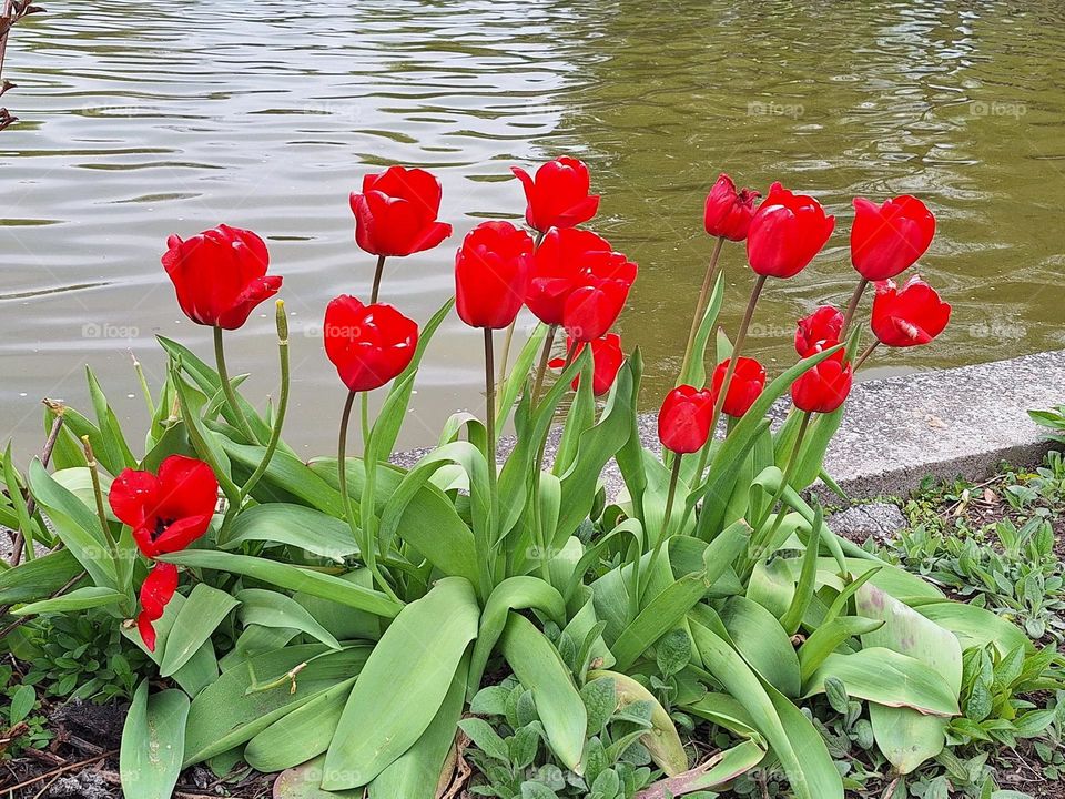 such red beauty