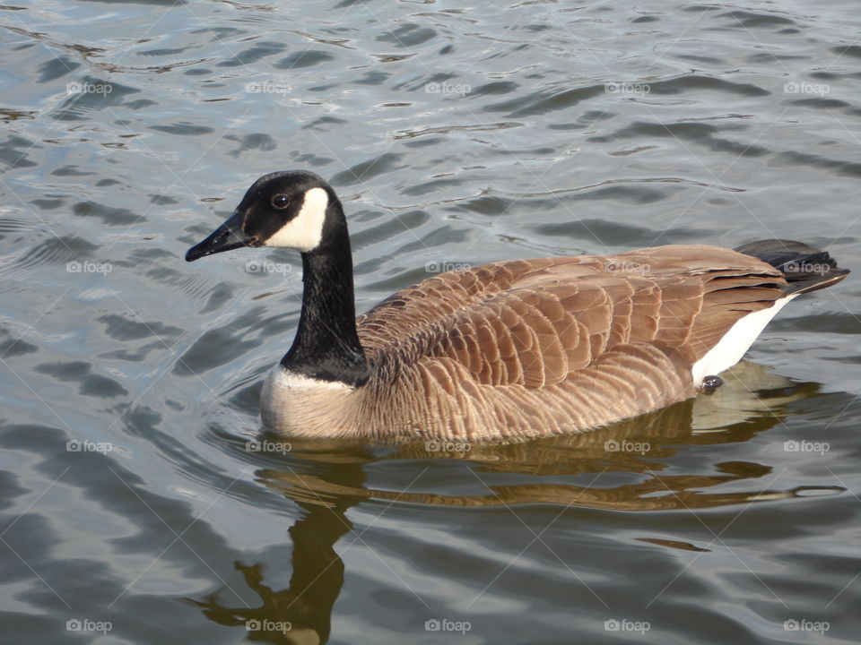 Canadian goose floating . Goose floating in water