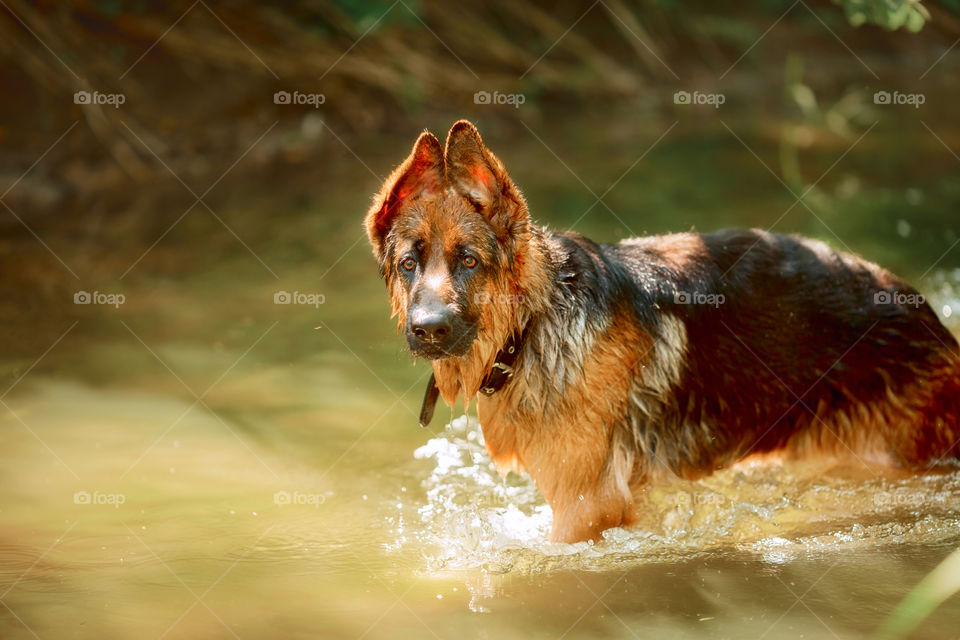 German shepherd dog swimming in a summer river