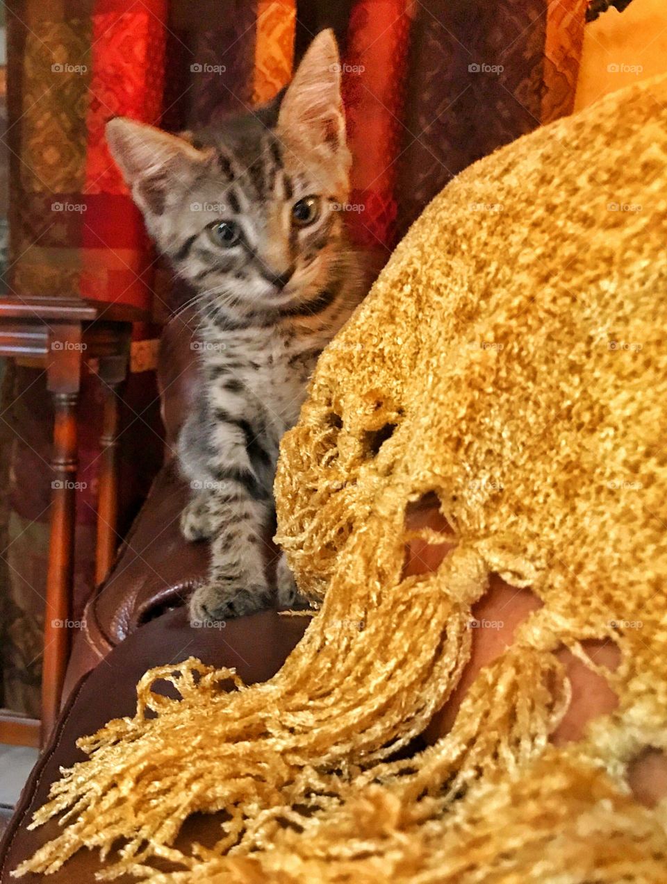 Kitten and rug