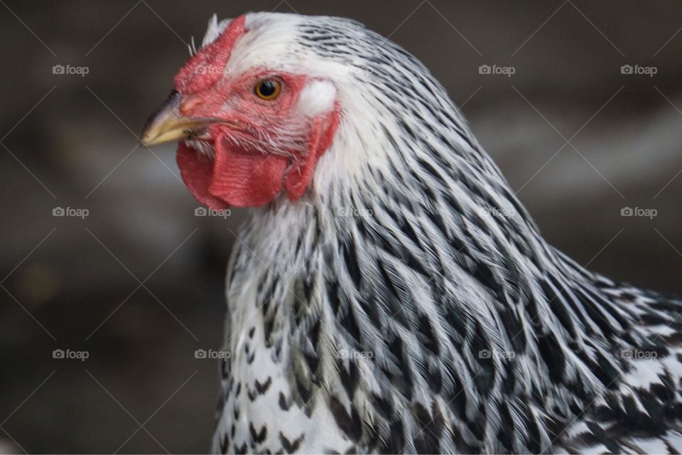 Chicken Profile