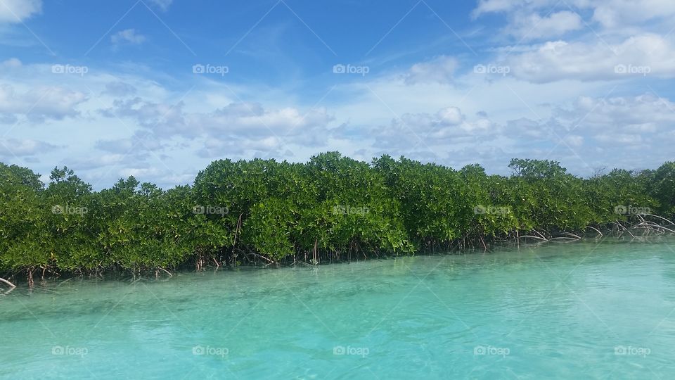 mangroves on shroud cay Bahamas