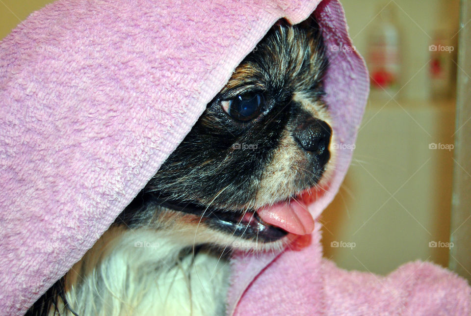 Pekingese dog getting a refreshing bath, towel on head