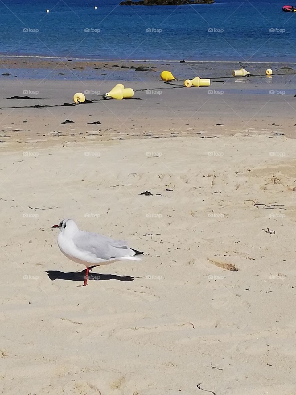 Mouette