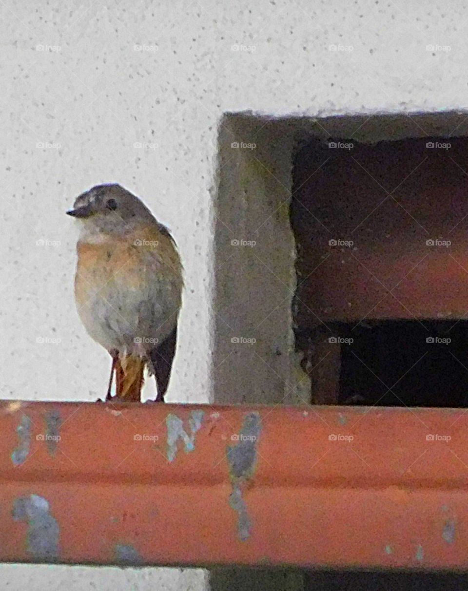 Female Robin