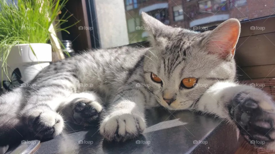 cat