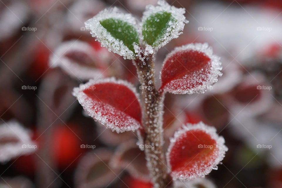 Frosty Morning 