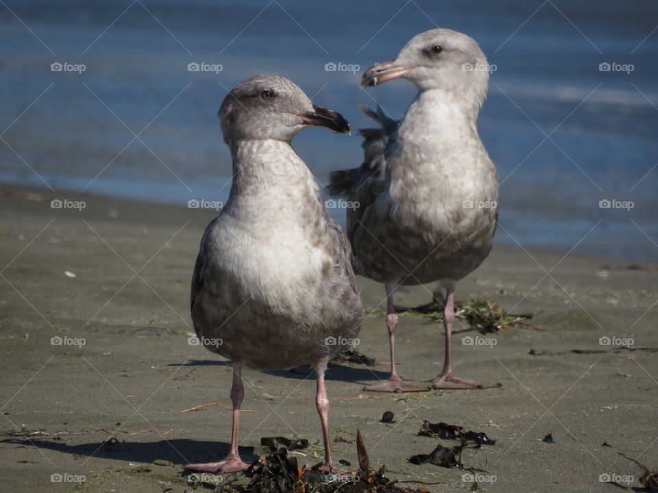 Seagulls on the Beach