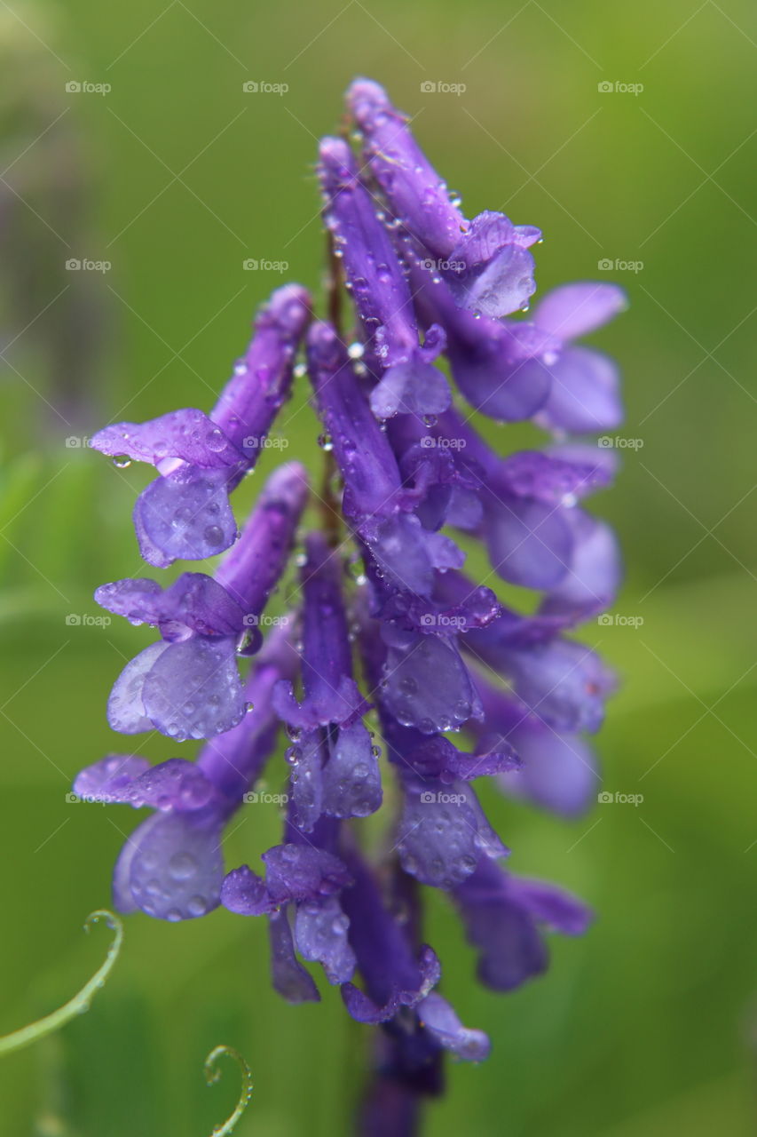 Purple wildflower 