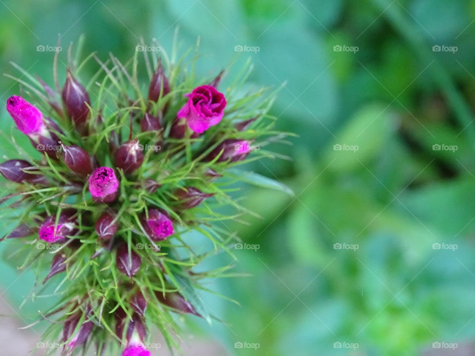 Nature, Flora, Summer, Leaf, Garden