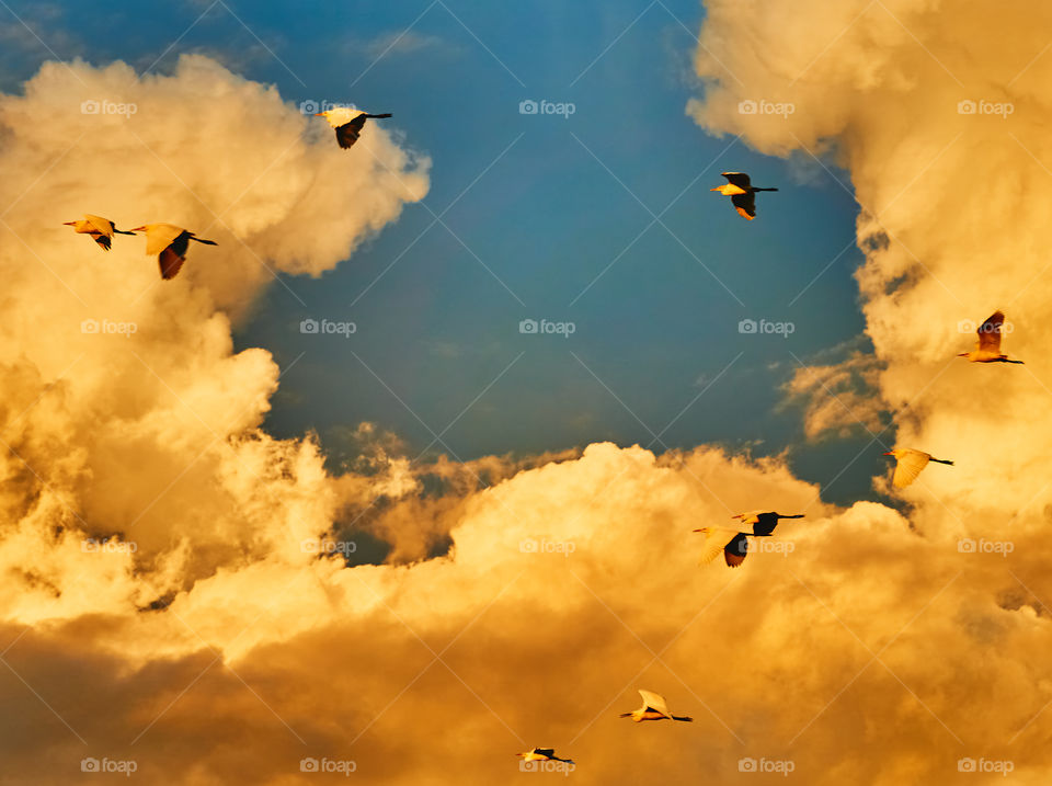 Bird photography - Egret - shiny clouds