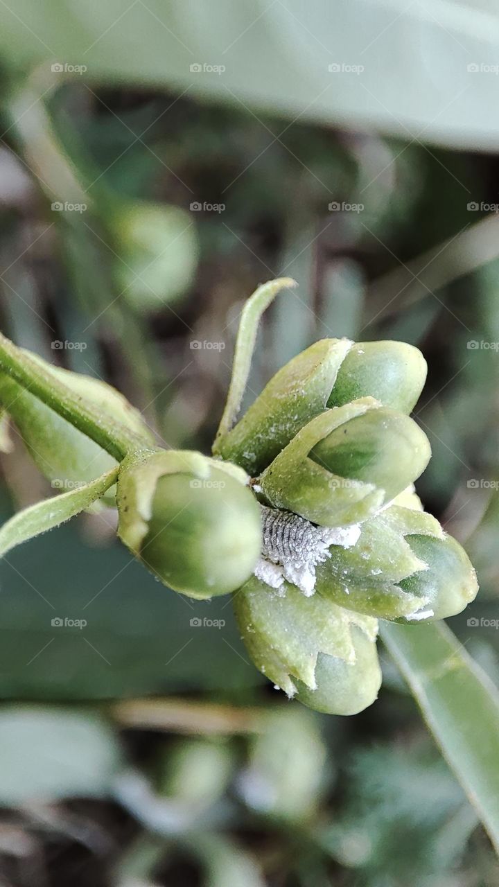 Planococcus citri on plant