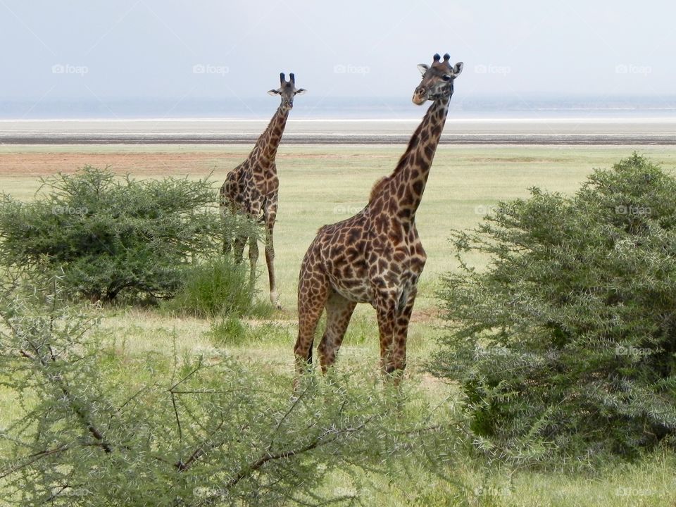 Giraffes in Serengeti, Tanzania, Africa