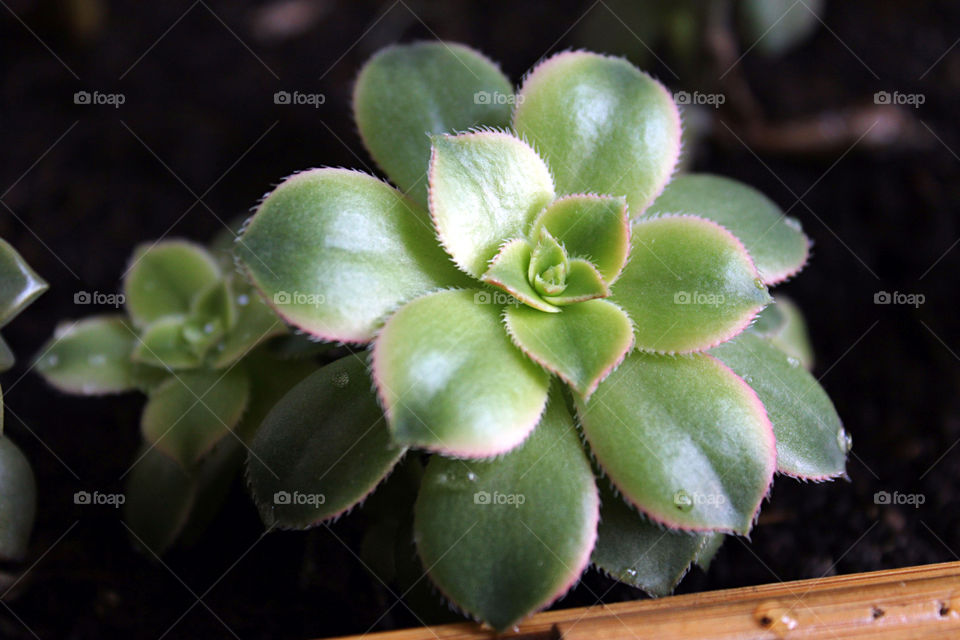 succulent plant