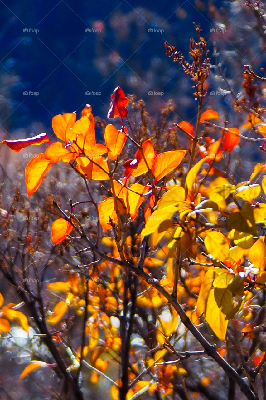 Fall leaves in the morning sunlight 