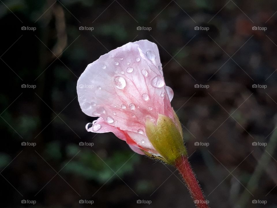Raindrops on a growing geranium bud